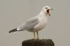 Ring-billed Gull at Westcliff Seafront (Steve Arlow) (116319 bytes) Ring-billed Gull at Westcliff Seafront (Steve Arlow) (116319 bytes)